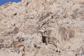 Ladakh urial (Ovis vignei vignei)