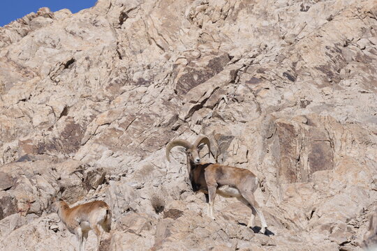 Ladakh urial (Ovis vignei vignei)