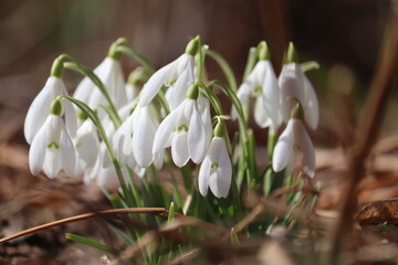 Flowering white snowdrop (Galanthus nivalis) plants in spring garden
