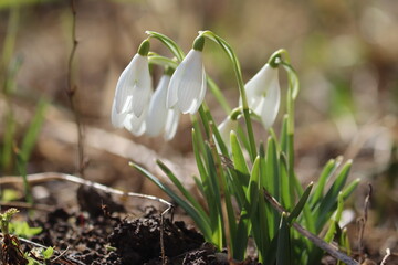 Flowering white snowdrop (Galanthus nivalis) plants in spring garden