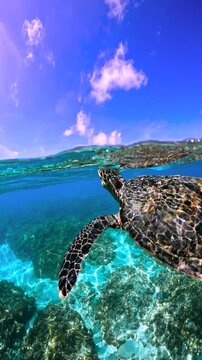 Underwater scene in Thoddoo, Maldives, highlights a turtle gliding over coral reefs with clear blue water above.