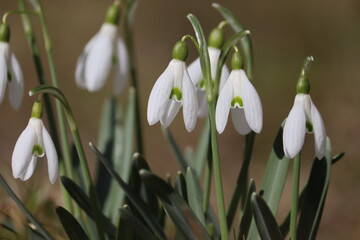 Flowering white snowdrop (Galanthus nivalis) plants in spring garden