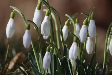 Flowering white snowdrop (Galanthus nivalis) plants in spring garden