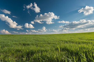 Obraz premium vast, open field of green grass with a clear blue sky