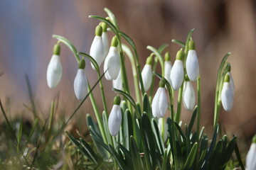 Flowering white snowdrop (Galanthus nivalis) plants in spring garden