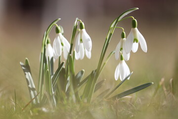 Flowering white snowdrop (Galanthus nivalis) plants in spring garden
