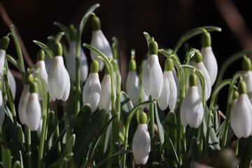 Flowering white snowdrop (Galanthus nivalis) plants in spring garden