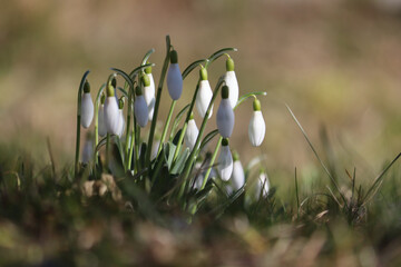 Flowering white snowdrop (Galanthus nivalis) plants in spring garden