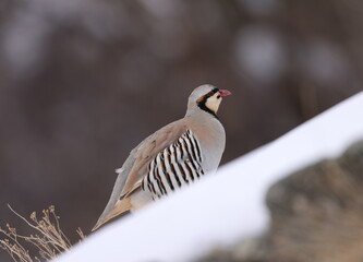chukar partridge (Alectoris chukar)