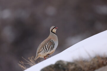 chukar partridge (Alectoris chukar)