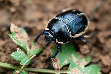Żuk leśny (Anoplotrupes stercorosus)