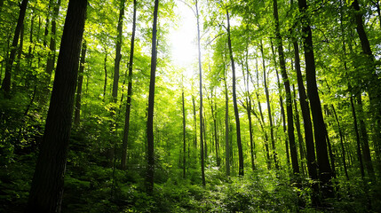 Naklejka premium Lush Green Forest Sunlight