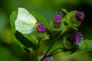 Common Brimstone (Gonepteryx rhamni) at the Steinhuder Meer, Germany