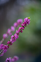Common wolfberry (Daphne mezereum) delicate pink flowers blooming on tree branches vertical