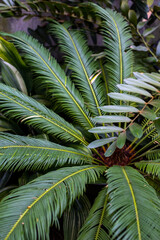 Luxurious green leaves creating a tropical feel