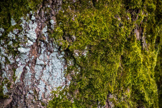Close up of vibrant green moss on tree bark - Powered by Adobe