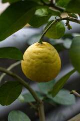 Fototapeta premium Fresh yellow lemon hanging on green branch vertical