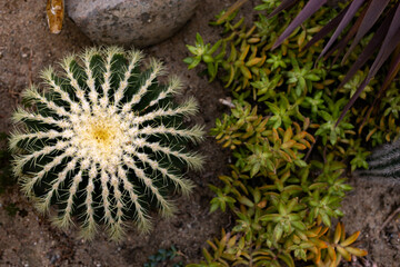 Top view of a unique cactus surrounded by greenery