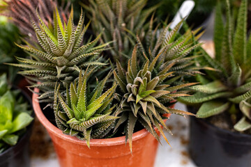 Beautiful arrangement of succulents in a pot