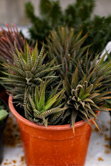 Beautiful arrangement of succulents in a pot vertical