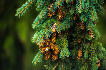 Close up of Canadian spruce, pine tree branches and cones