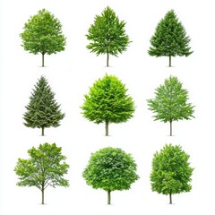 Diverse Collection of Green Trees Showcasing Varied Shapes and Sizes in Nature