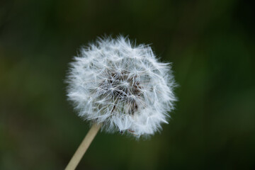 Dandelion close-up