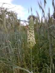 phalaris minor retz flower or little seed canary grass flower pattern 