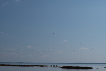 seagulls on the beach
