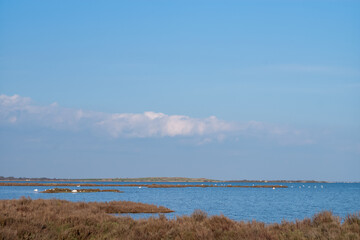 view of the river in the netherlands