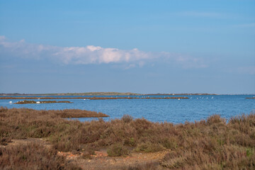 landscape of the river