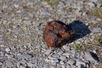A decaying apple with rich brown and black hues reveals nature's raw beauty, evoking curiosity and the quiet art of impermanence.