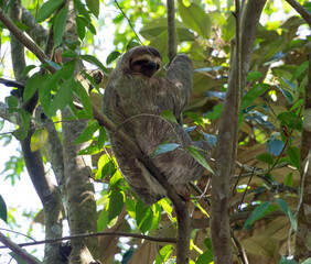 Sloth in tree in Costa Rica