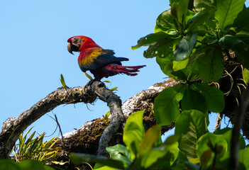 Red Macaw on a tree branch in Costa Rica