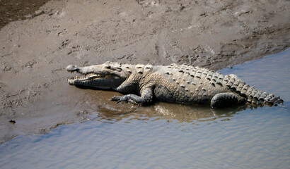 Crocodile lying on edge of river in Costa Rica