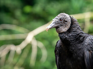 Black vulture in Costa Rica