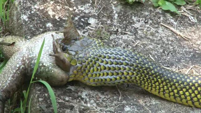 Cobra d &aacute;gua, alimentando-se de uma r&atilde;.
Cobra n&atilde;o pe&ccedil;onhenta comum no sudeste e sul do Brasil
Nome cientifico: Erythrolamprus miliaris.