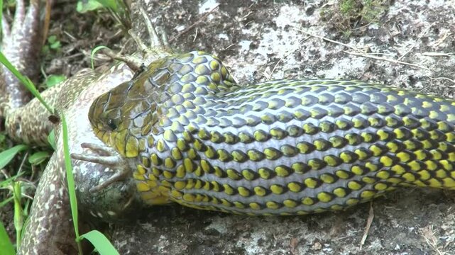 Cobra d &aacute;gua, alimentando-se de uma r&atilde;.
Cobra n&atilde;o pe&ccedil;onhenta comum no sudeste e sul do Brasil
Nome cientifico: Erythrolamprus miliaris.