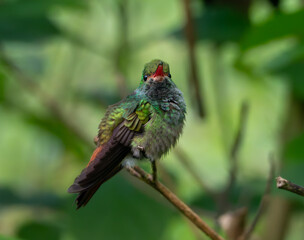Hummingbird in Costa Rica