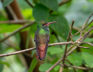 Hummingbird in Costa Rica