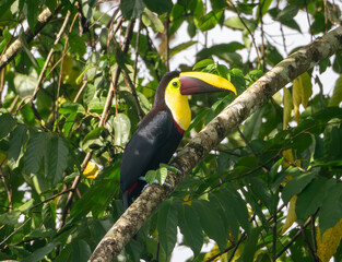 Toucan on a tree branch in Costa Rica