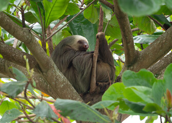 Naklejka premium Sloth in tree in Costa Rica