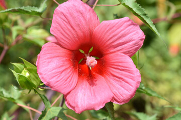Bright Red Hibiscus Flower Blooming Up Close