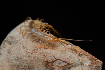 Chilopoda de cuevas de España
