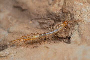 Chilopoda de cuevas de España