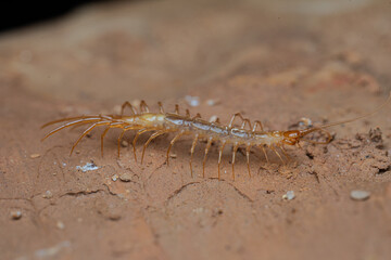 Chilopoda from caves of Spain
