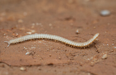 Diplopoda fauna from caves in Spain