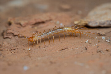 Chilopoda de cuevas de España