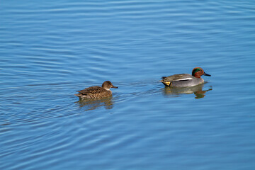Aves de la Marjal dels Moros, en Sagunto, Valencia, España