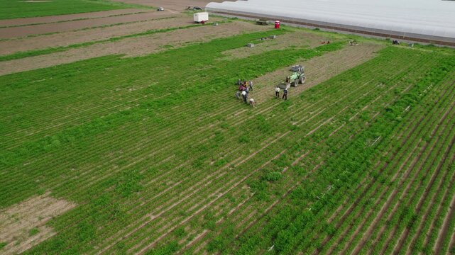 Panoramic view of numerous country folk working in the fields, harvesting kale and other vegetables.